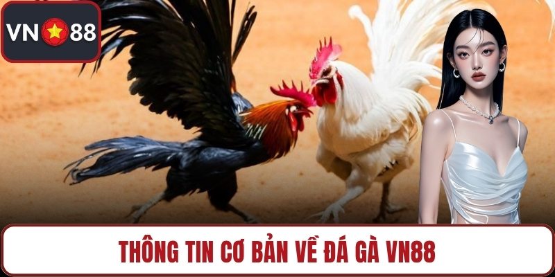 Thông tin cơ bản về đá gà VN88
